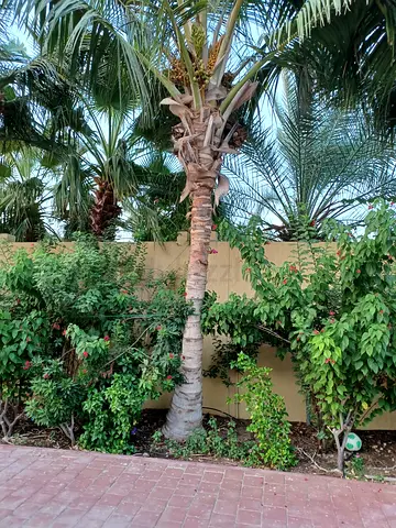 Coconut Palm for sale