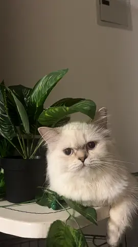 cat for free adoption