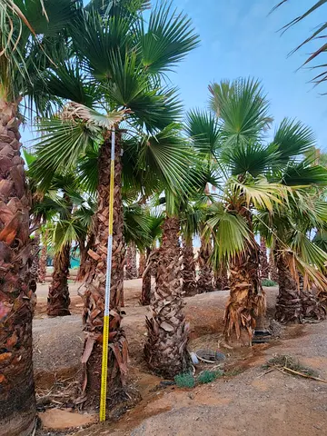 Elegant Washingtonia