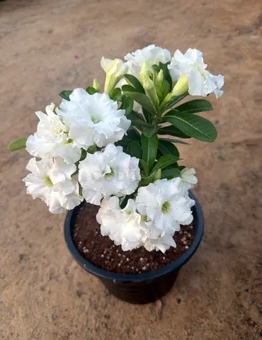 Adenium Desert Rose Grafted | 50–60cm | Healthy Blooming Plant