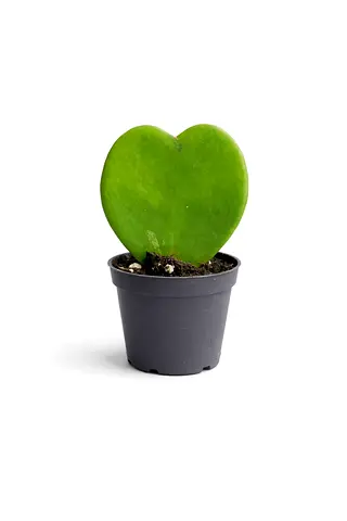 Hoya Kerrii Heart Plant – Live Indoor Plant 15-25cm | Holland Imported | Easy Care | 65 AED