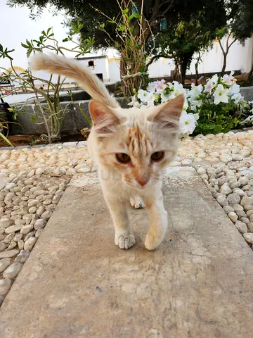 Cute and Playful Looking for a New Home