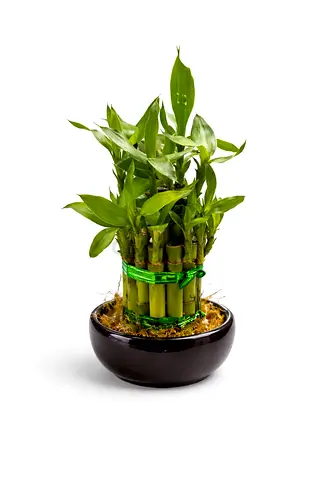 Lucky Bamboo Indoor Plant – 30-40cm Live Decorative Plant | China 🇨🇳 Imported | Easy Care | 55 AED