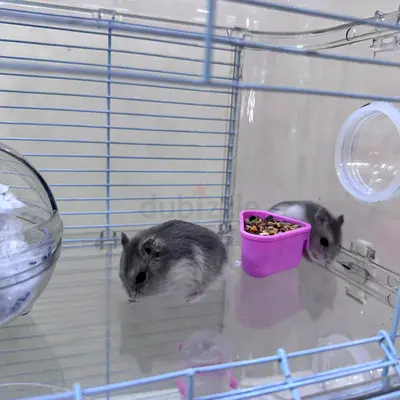 Free Hamsters Ready for Adoption