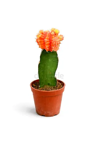 Moon Cactus Live Plant – Colorful Grafted Cactus 30–40 cm