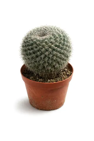 Rare Desert Cactus – Minimal Care, Modern Decor Plant