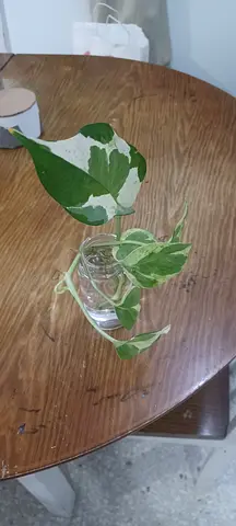 free table plant