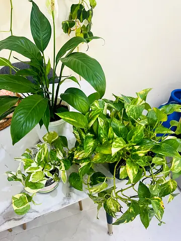 Assorted Indoor Plants for Your Home