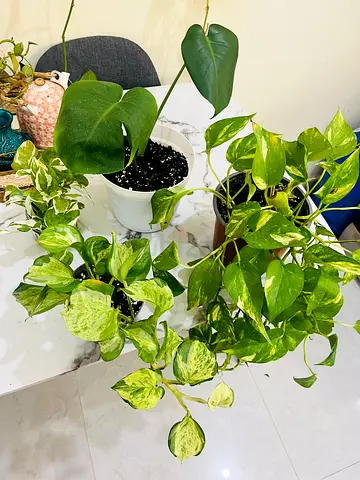 Beautiful Houseplants Collection