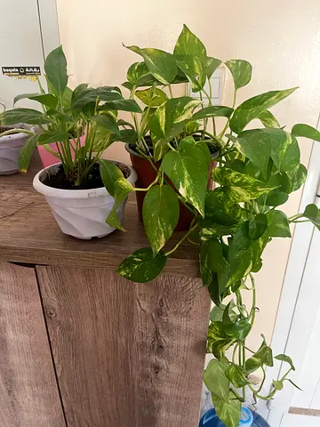 Potted Indoor Plants - Stylish Home Decor