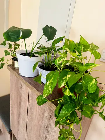 Indoor Plant Collection for a Green Touch