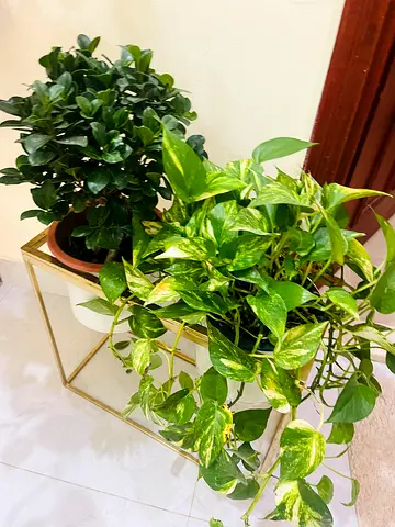 Beautiful Indoor Plants with Decorative Stand