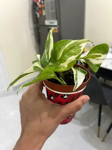 Indoor Potted Plant