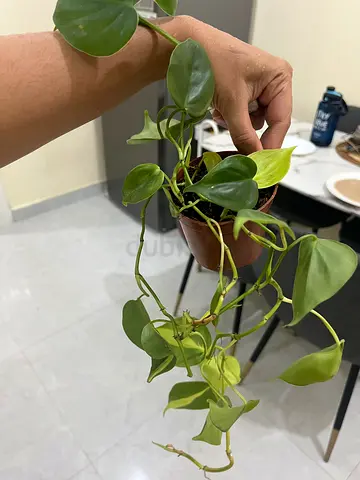 Potted Philodendron Plant for Indoor Decor