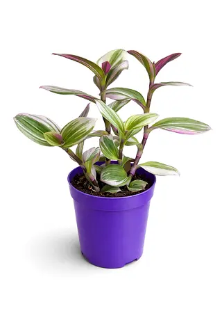 Tradescantia Tricolor Live Plant 30–40 cm – Premium Holland Indoor Decorative Plant – Easy Care Hous