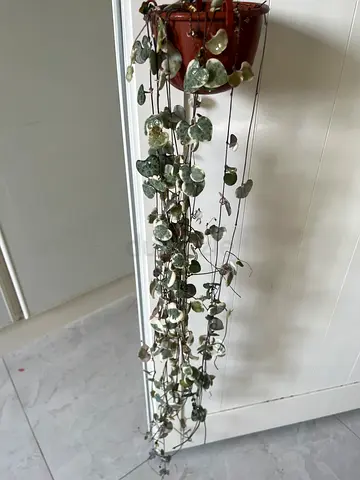 Beautiful Hanging Plant for Home Decor