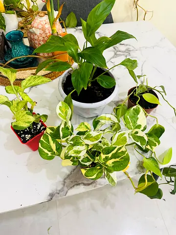 Assorted Indoor Plants Collection