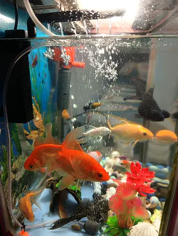 Beautiful Aquarium with Colorful Fish