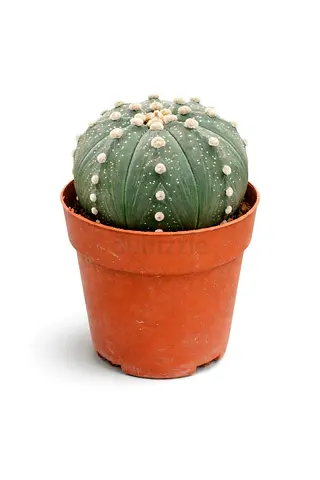 Astrophytum Asterias Cactus 15-20cm – Rare Star Cactus Indoor Plant | Decorative Succulent in Pot