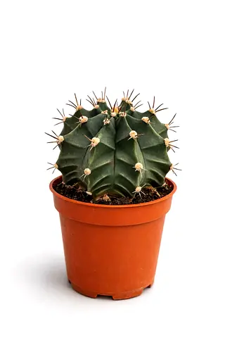 Rare Gymnocalycium Cactus 15–20 cm | Indoor Mini Succulent Plant