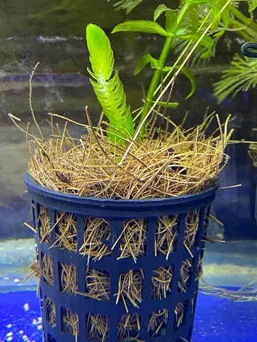 Aquarium Plant