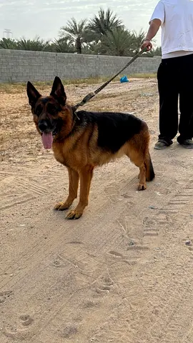 German shepherd جيرمن شيبرد