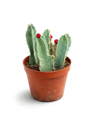 Rare Blue Cactus Plant 15–20cm | Live Succulent in Pot | Indoor Home  Office Decor | Kazakhstan Des