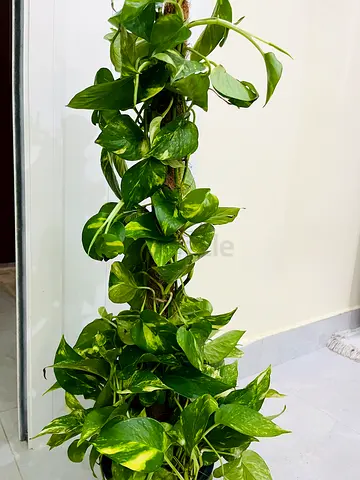 Beautiful Potted Plant - Perfect for Home Decor
