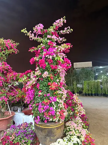 Beautiful Bougainvillea Plant in Decorative Pot