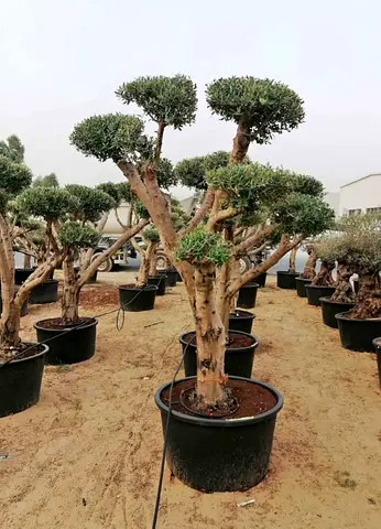 Beautiful Potted Olive Tree