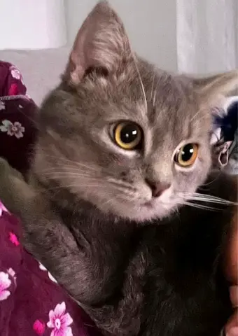 Cat free for adoption