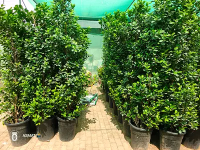 Ficus Panda For Privacy