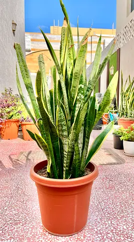 Large Snake Plant in Pot
