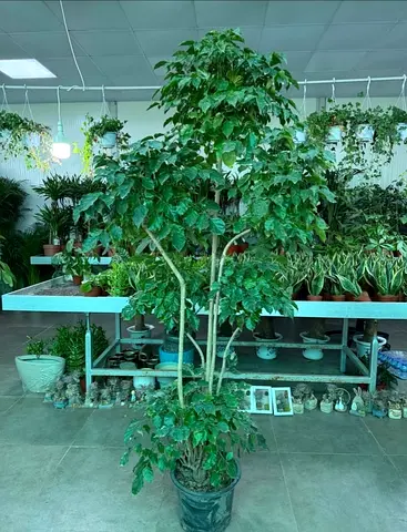 Red machera Indoor Plant for Home Decor