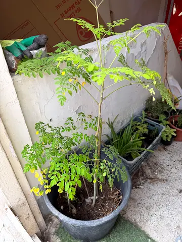 Moringa plant