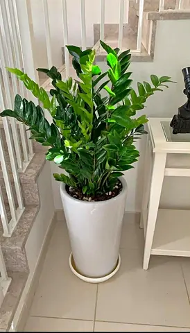 Indoor Potted Plant - ZZ Plant in Sleek White Pot