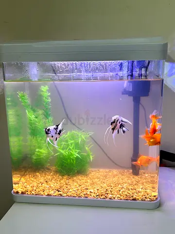 Beautiful Aquatic Fish Tank with Colorful Fish