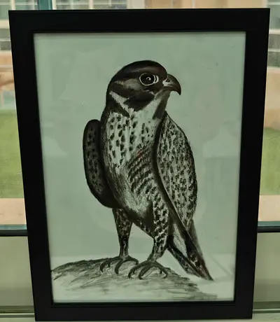Framed charcoal Drawing of a Falcon