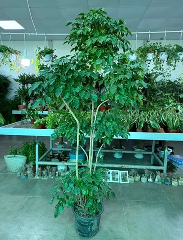 Red machera Indoor Plant for Home Decor