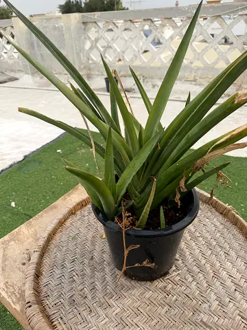 Sansevieria