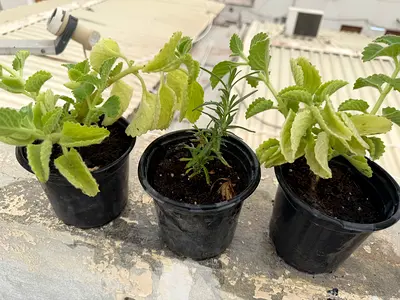 Oregano  and rosemary plant