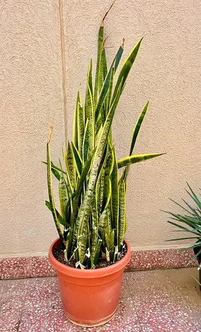 Large Snake Plant in Decorative Pot