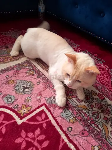 Cats for adoption - Free