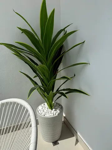 Big Indoor/Outdoor Potted Plant with Decorative Pot 180cm