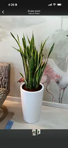 Stylish Snake Plant in White Pot