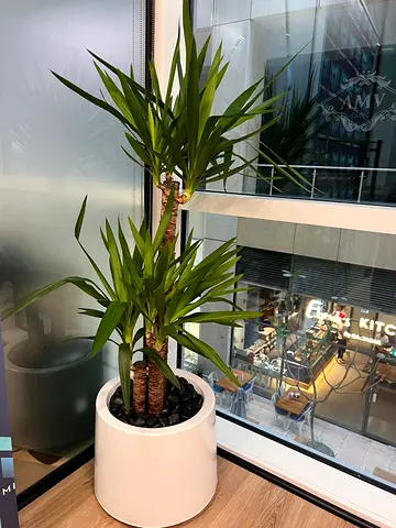 Plants (various sizes)