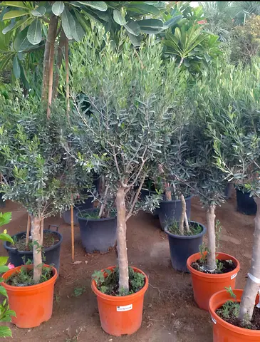 Potted Olive Trees for Sale