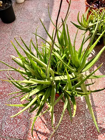 Healthy Aloe Vera Plant for Sale