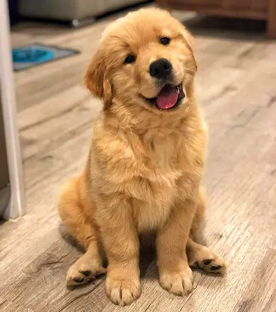 Playful Golden Retriever Puppy