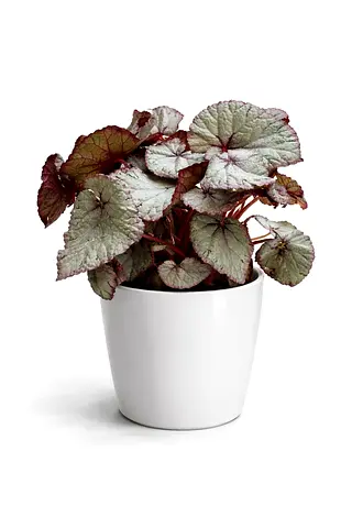 Silver Rex Begonia Indoor Plant 30–40cm – Premium Holland Imported Decorative Houseplant | Luxury Ho
